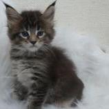 Maine coon kittens