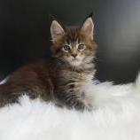 Maine coon kittens