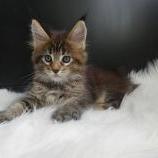 Maine coon kittens