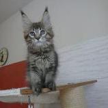 Maine coon kittens