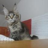 Maine coon kittens