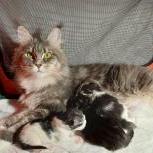 Mačiatka maine coon, vrh