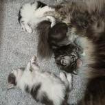 Mačiatka maine coon, vrh