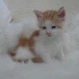 Maine coon kittens