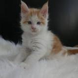 Maine coon kittens