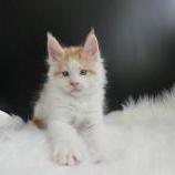 Maine coon kittens