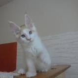 Maine coon kittens