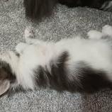 Mačiatka maine coon, vrh