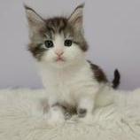 Mačiatka maine coon, vrh