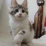 Mačiatka maine coon, vrh