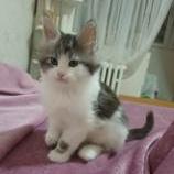 Mačiatka maine coon, vrh