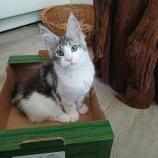 Mačiatka maine coon, vrh