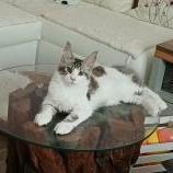 Mačiatka maine coon, vrh