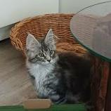 Mačiatka maine coon, vrh