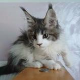 Mačiatka maine coon, vrh