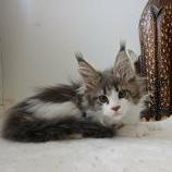 Mačiatka maine coon, vrh