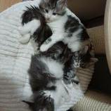 Mačiatka maine coon, vrh