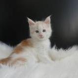 Maine coon kittens
