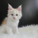 Maine coon kittens