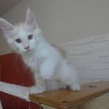 Maine coon kittens