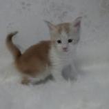 Maine coon kittens