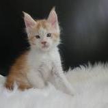 Maine coon kittens