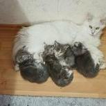 Mačiatka maine coon, vrh