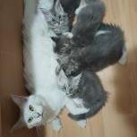 Mačiatka maine coon, vrh
