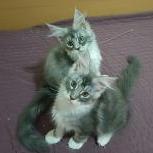 Mačiatka maine coon, vrh