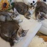 Mačiatka maine coon, vrh