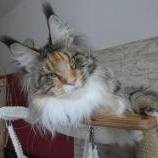 Maine Coon Female