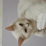 Maine Coon Female