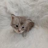 Mačiatka maine coon, vrh