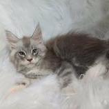 Mačiatka maine coon, vrh