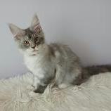 Mačiatka maine coon, vrh