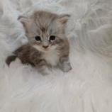 Mačiatka maine coon, vrh