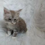 Mačiatka maine coon, vrh