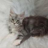 Mačiatka maine coon, vrh