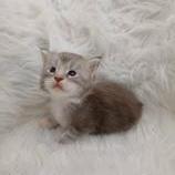 Mačiatka maine coon, vrh