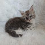 Mačiatka maine coon, vrh