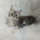 Mačiatka maine coon, vrh