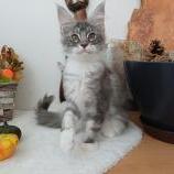 Mačiatka maine coon, vrh