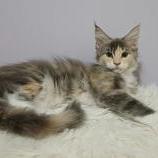 Mačiatka maine coon, vrh