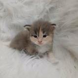 Mačiatka maine coon, vrh
