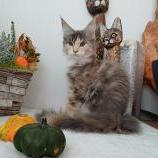 Mačiatka maine coon, vrh