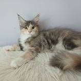 Mačiatka maine coon, vrh