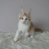 Maine coon kittens