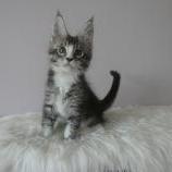 Maine coon kittens