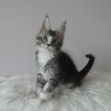 Maine coon kittens
