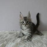 Maine coon kittens